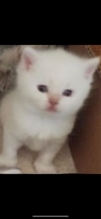 Продам британского котика