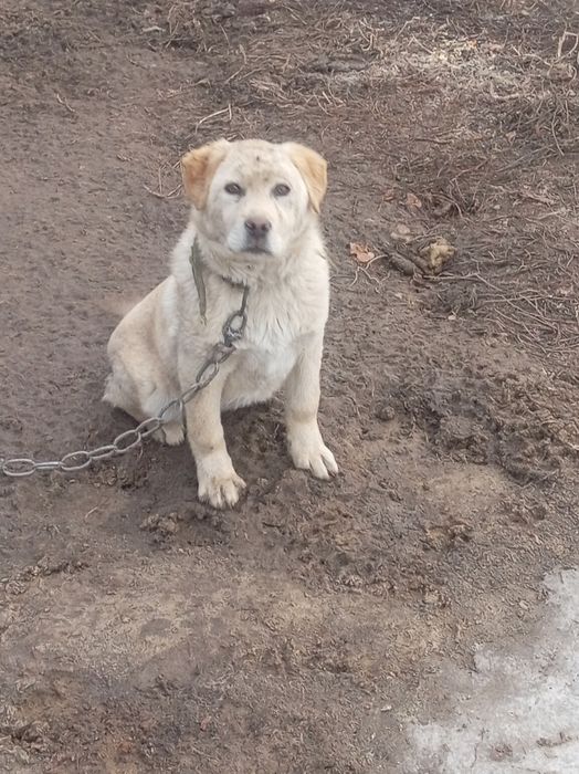 Продам Продам Продам