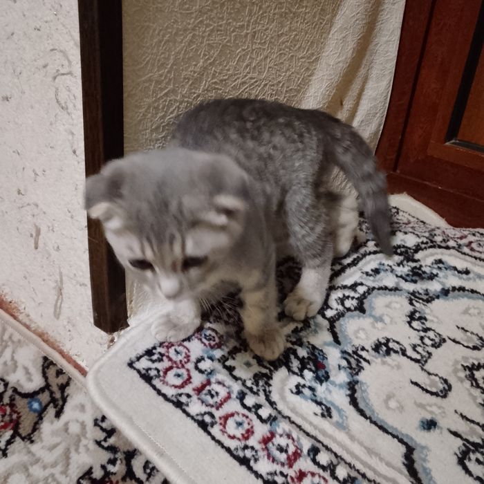 Шотландский кошка 3 месяца