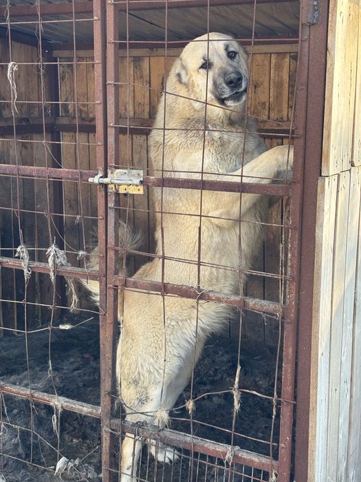 Собака ит төбет алабай