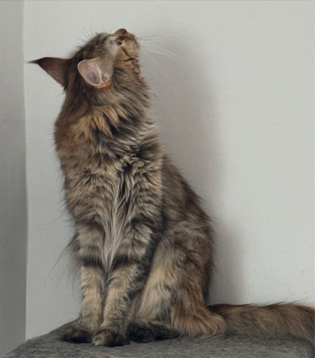 кошечка мейн кун!!