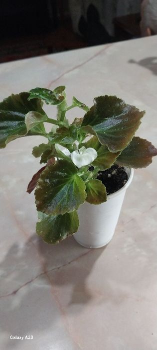 Цветы для сада, дома