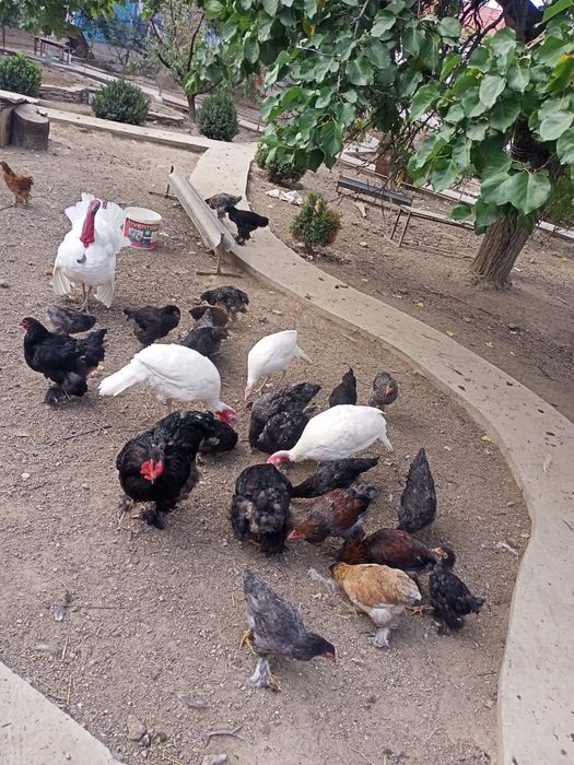 Продам брамовых цеплят.