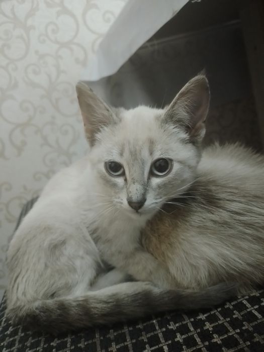 маленький кошки. Ұрғашы, еркек