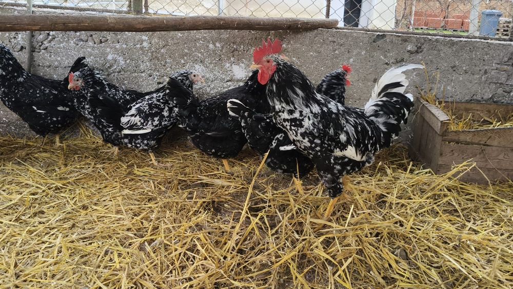 Pita Pinta  Disponibile