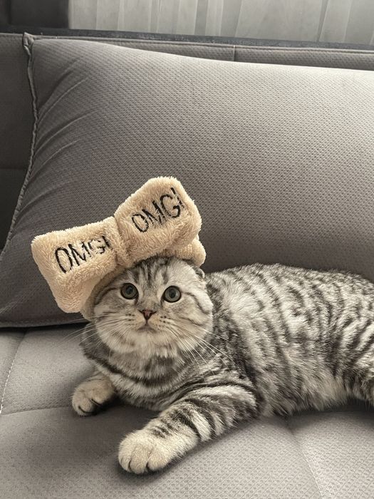 Ищу невестку для своего кота