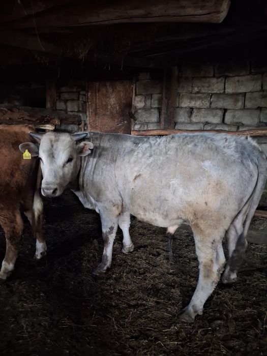 Бұқа сатылады 3 бас