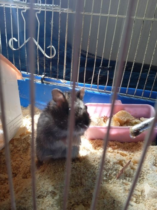 Обменяю хомяк мальчик на девочку