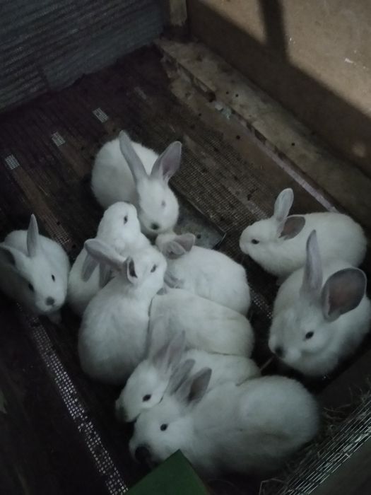 Quyon kaliforniya bolalari