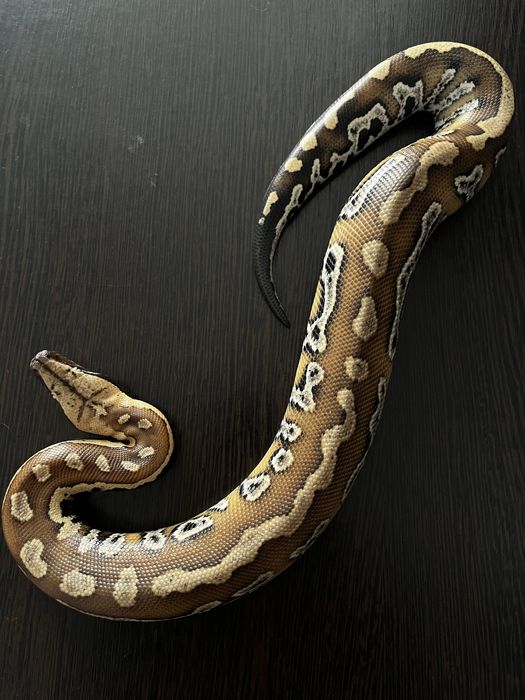 Питон Python brongersmai