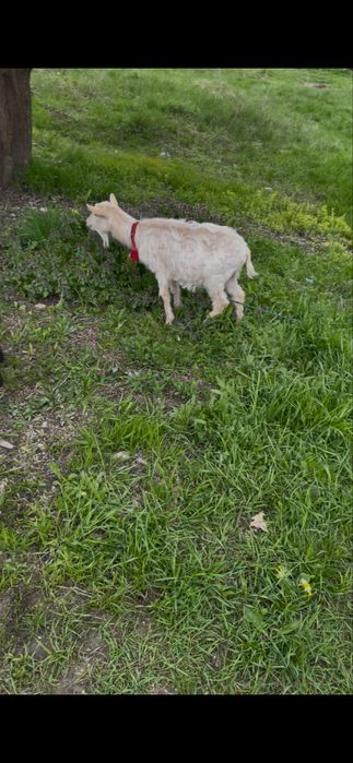 Vand sau schimb capre