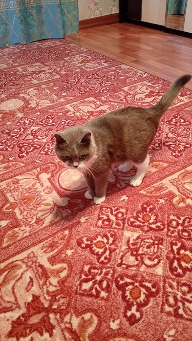Кошка домашняя ухоженная
