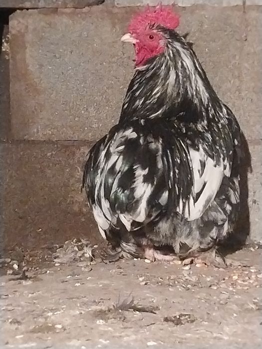 Продам карликовых петушков,кур  кур  феникс серебро пшеничной  феникс