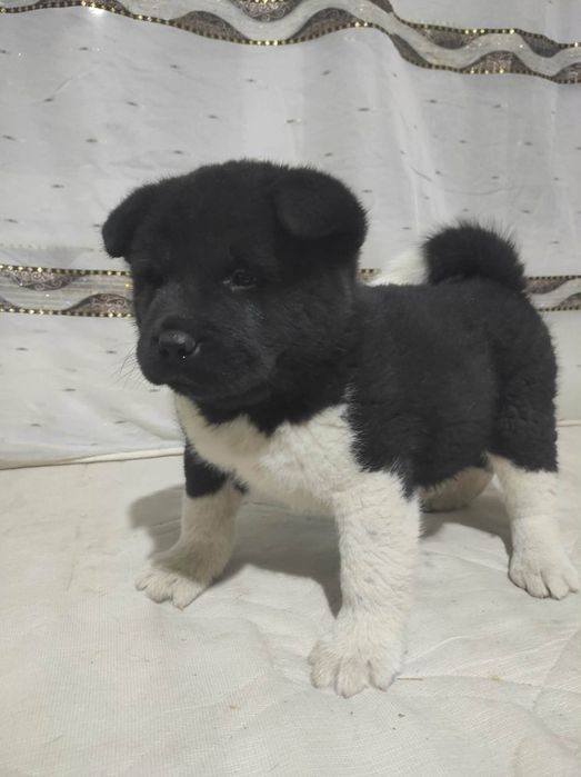 Akita american 2 băieți