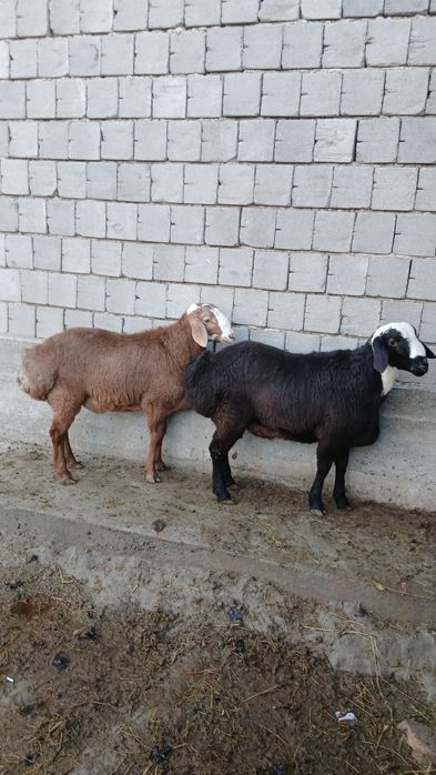 Quylar sotiladi moda quchqorlar