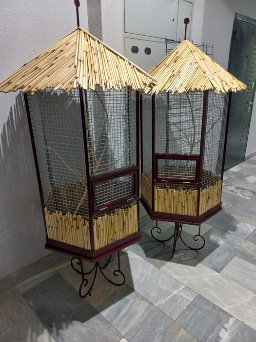 Валер Кафас кушлар учун