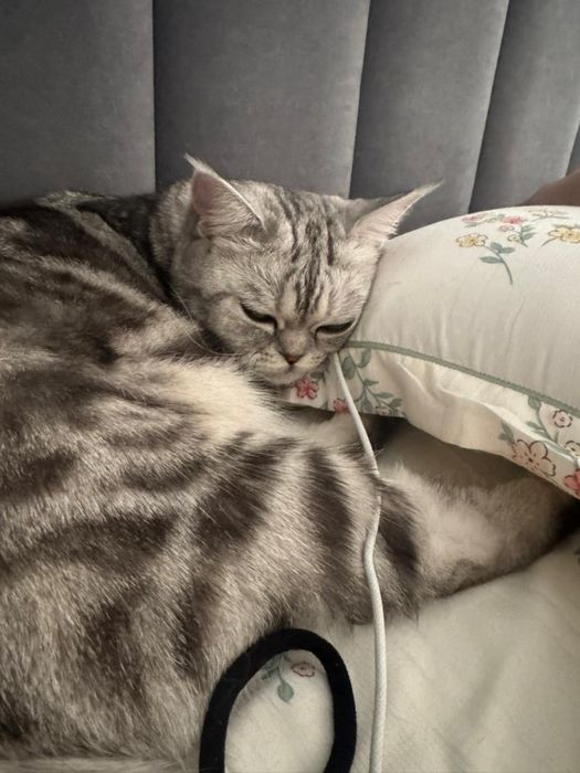 Шотландская кошка