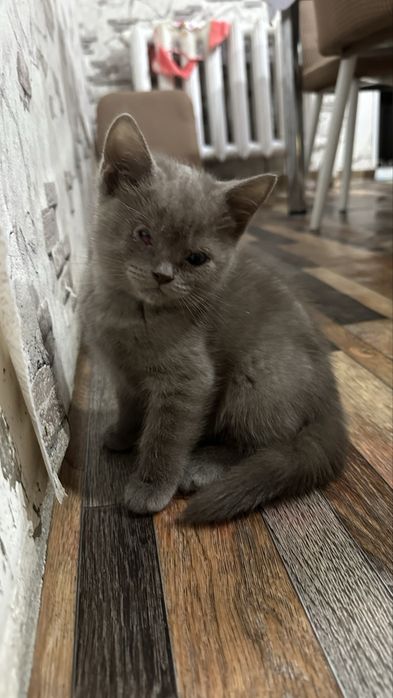 Котята девочки отдам в добрые руки….