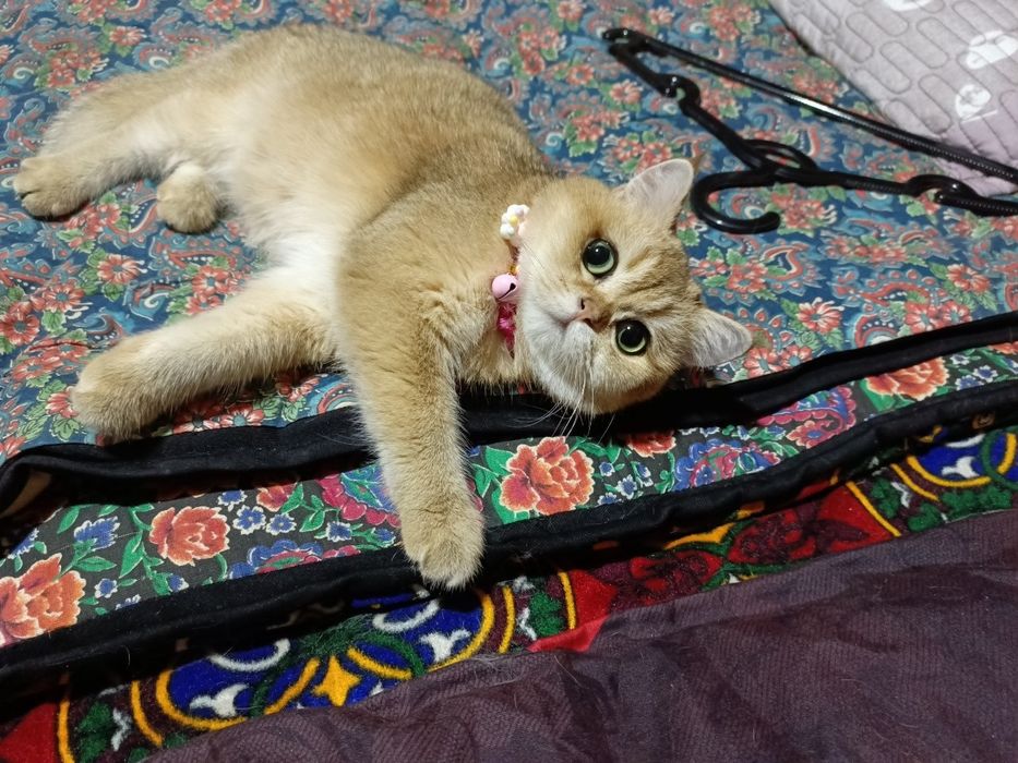 Zalatistiy shinshila ny12lar sotuvda