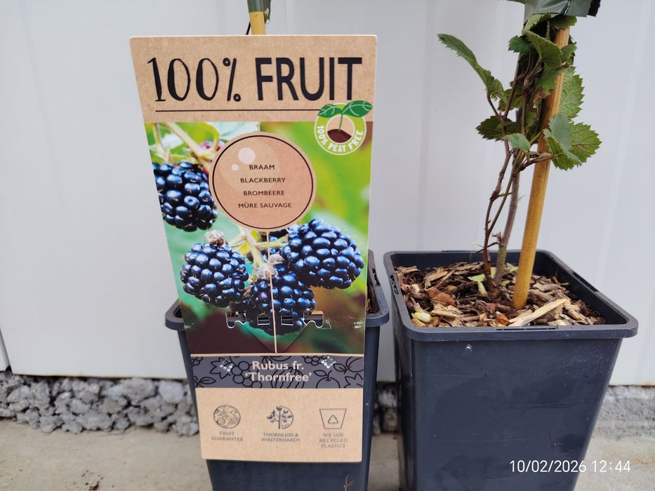 Малина , Къпина, Нар  Смокиня сортове