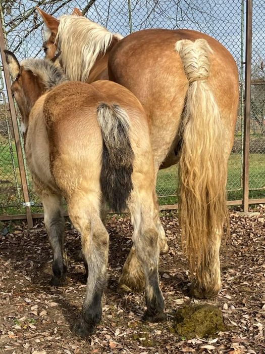 Iapa percheron cu manz langa ia