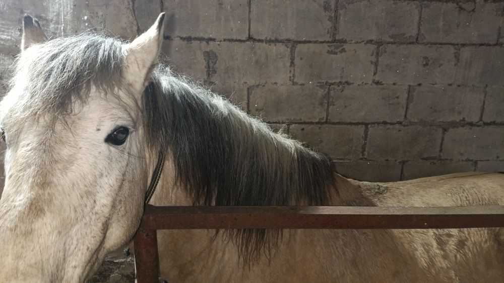 Жылқы сатылады 6 жасыр айғыр