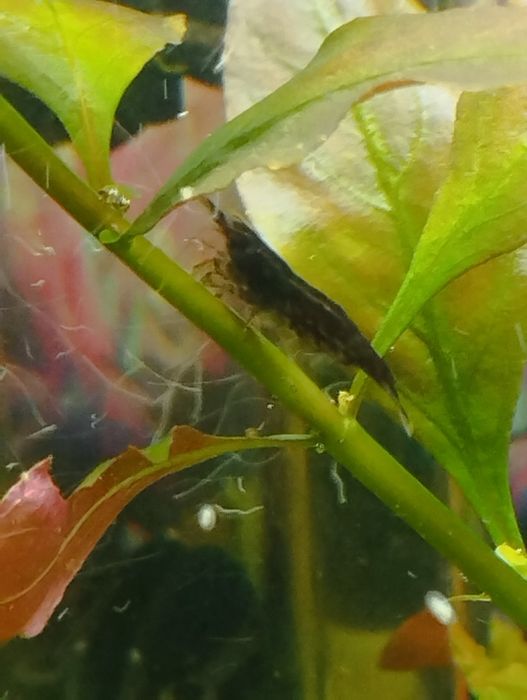 аквариумные креветки