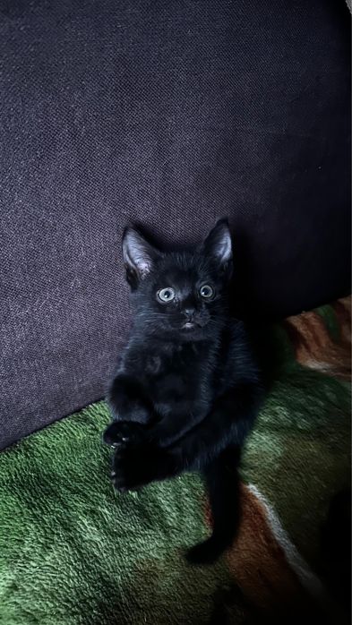 котята ласковые бесплатно
