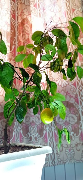 Лимонное  дерево