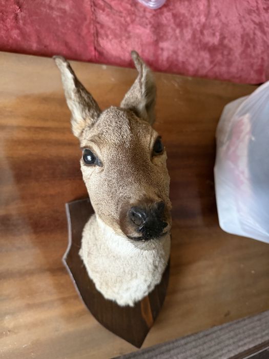 Препарирани сръндак и сърна