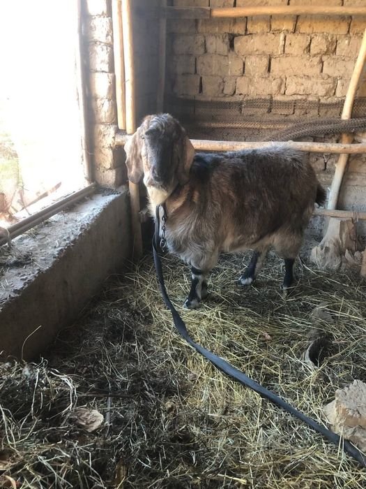 Битал пародали ечки