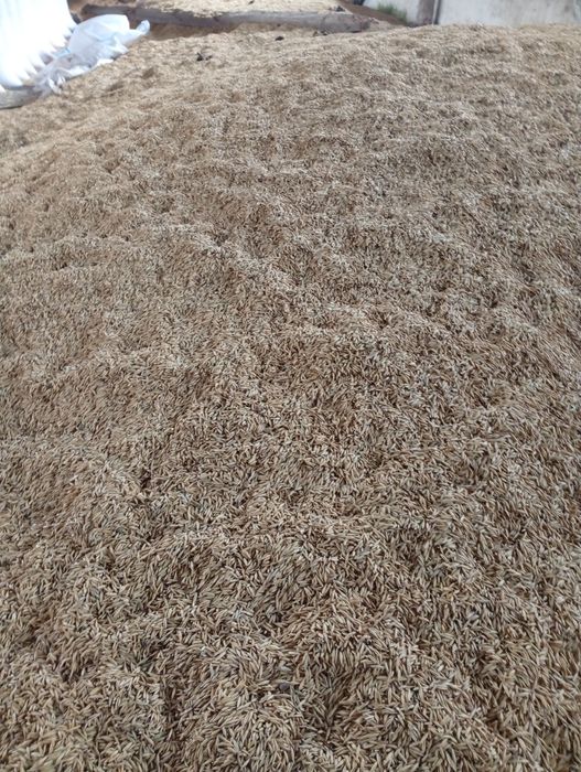 Ovaz de vânzare 2025