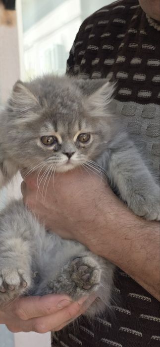 Очаровательный пушистый котенок Британский (девочка)