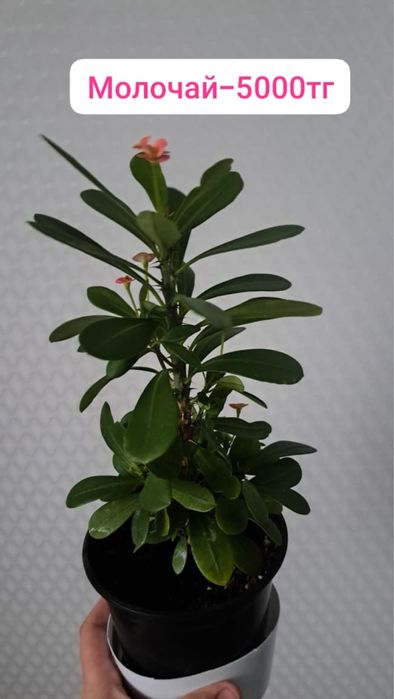 Молочай, Аглаонема, женское  и Мужское счастье