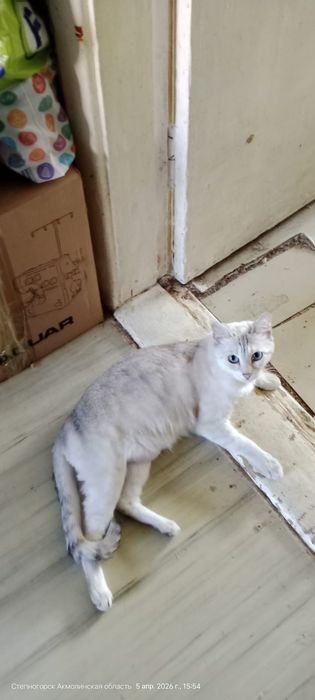 Отдам в добрые руки кошечку