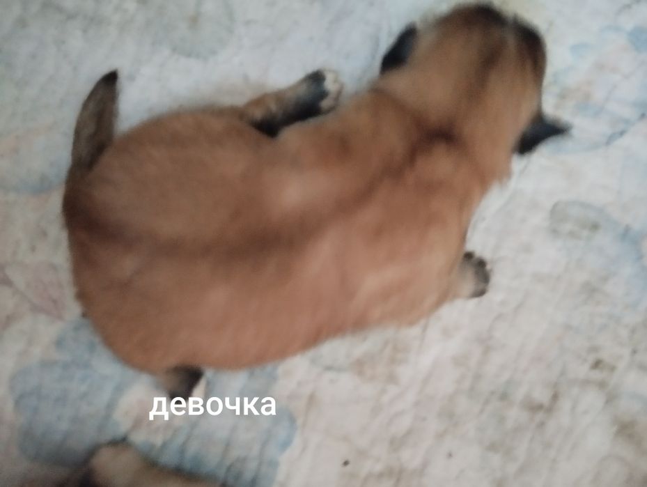 Отдам щенков помесь