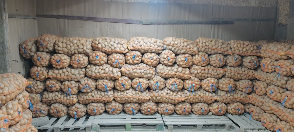 Vand cartofi consum alb si rosu recent sortat