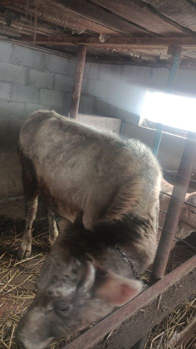 Продам быка цена договорная