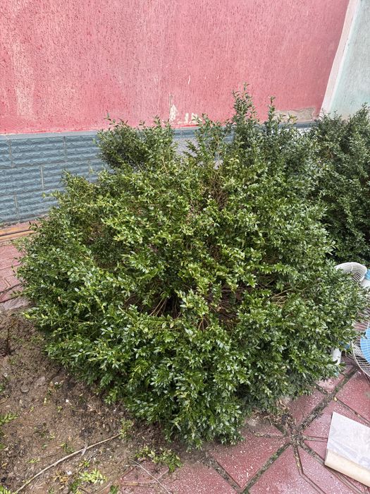 самшит вечнозелёный