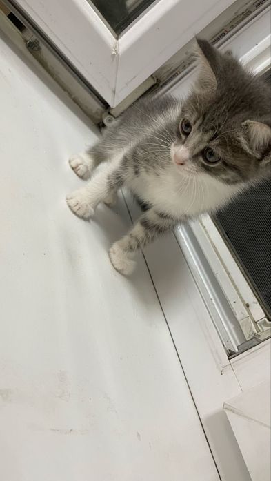 Отдам котенка в добрые руки