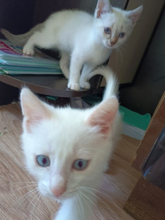 Отдам котят в добрые руки