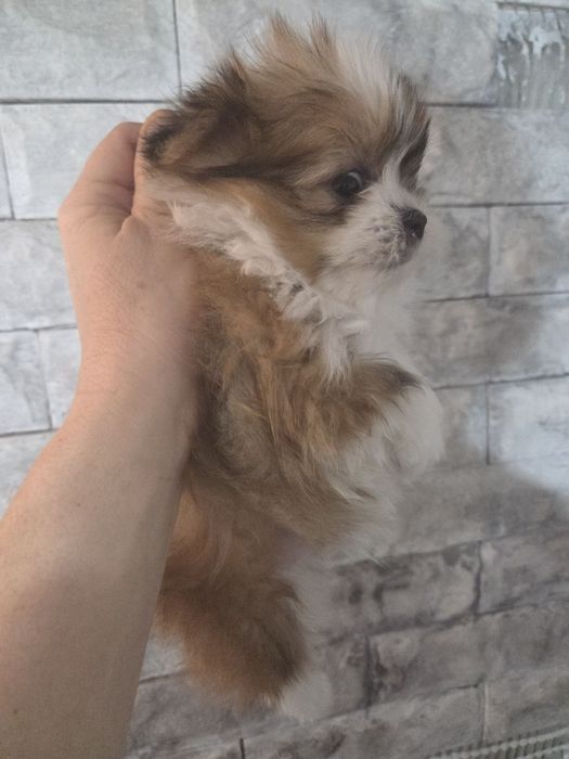 Шираниан - Ши тцу-  Померан