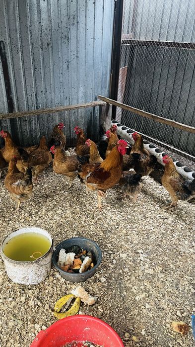 Инкубаторға жұмыртқа