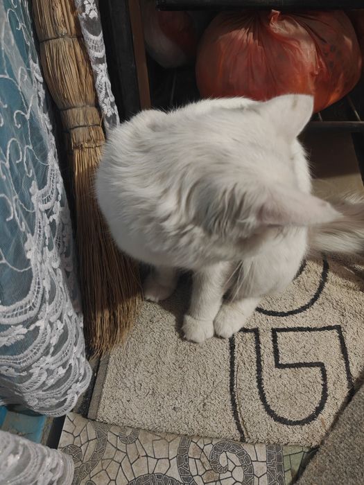 Отдам даром кота