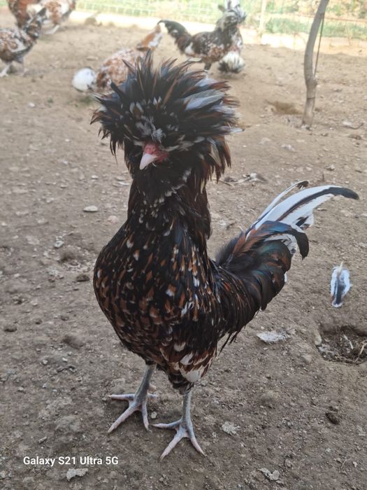 Gaini padoane portelan