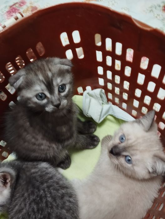 Продаются котята породы скоттиш фолд и скоттиш страйт