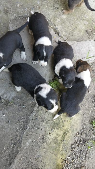 Щенята лабрадора