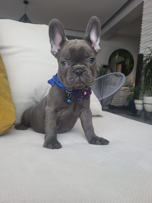 Bulldog francez blue