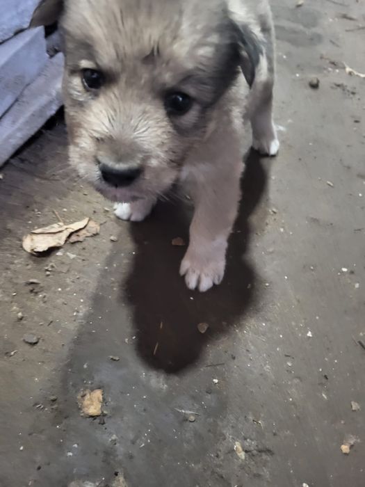 Отдам в хорошие руки