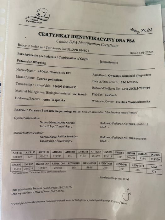 немска очарка дългокосместа
